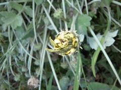 Arctotheca calendula