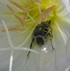 Trichiotinus texanus