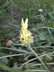 Arctotheca calendula