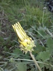 Arctotheca calendula