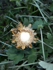 Arctotheca calendula
