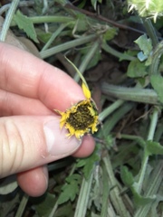 Arctotheca calendula