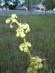 Angiospermae