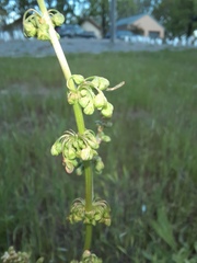 Angiospermae