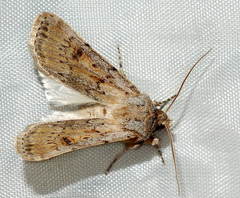 Agrotis desertorum