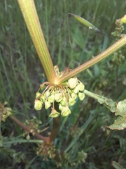 Angiospermae