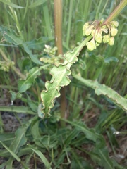 Angiospermae