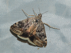 Aeschremon disparalis