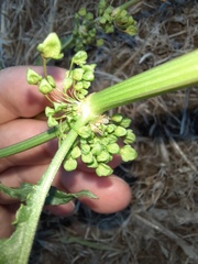 Angiospermae
