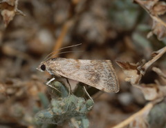 Aeschremon disparalis