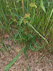 Angiospermae