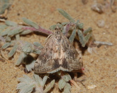 Odontiini