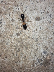 Camponotus consobrinus