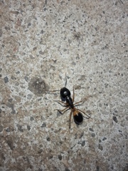 Camponotus consobrinus