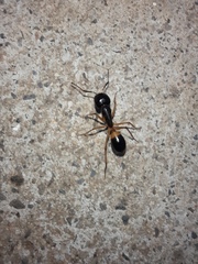 Camponotus consobrinus