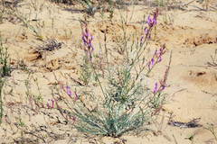 Astragalus kustanaicus