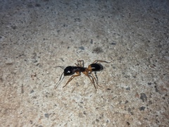Camponotus consobrinus