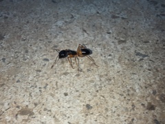 Camponotus consobrinus