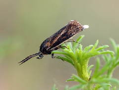 Brachodes