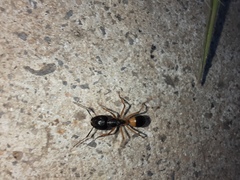 Camponotus consobrinus