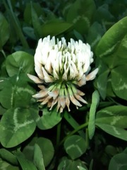 Trifolium repens
