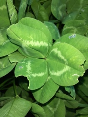 Trifolium repens