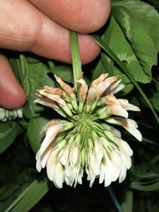 Trifolium repens