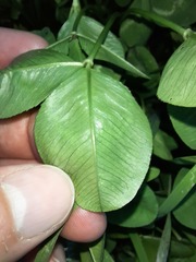 Trifolium repens