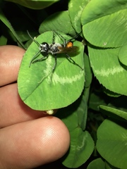 Podalonia tydei