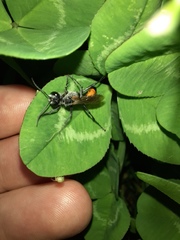 Podalonia tydei