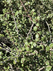 Ceanothus verrucosus