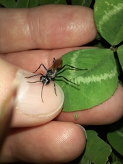 Podalonia tydei