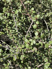 Ceanothus verrucosus
