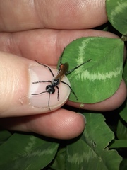 Podalonia tydei