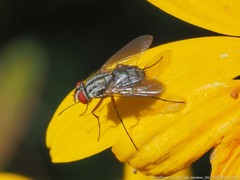 Prosenoides flavipes