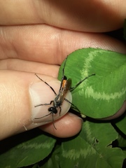 Podalonia tydei