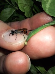 Podalonia tydei