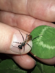 Podalonia tydei