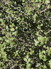 Ceanothus verrucosus