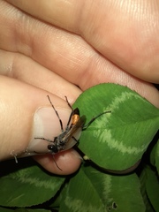 Podalonia tydei