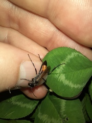 Podalonia tydei