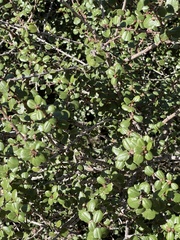 Ceanothus verrucosus