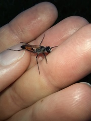 Podalonia tydei