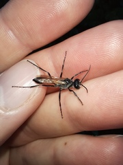 Podalonia tydei