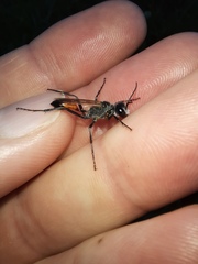 Podalonia tydei
