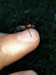 Podalonia tydei