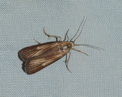 Hypochalcia dignella