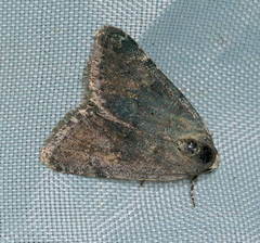 Dysmilichia bicyclica
