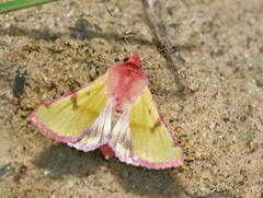 Heliothis incarnata