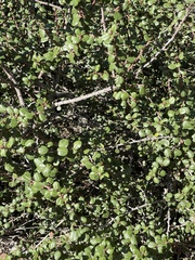 Ceanothus verrucosus